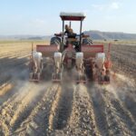 آغاز کشت طلای سفید در زرین دشت