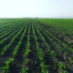 افزایش 600 درصدی کشت چغندرقند در فیروزآباد