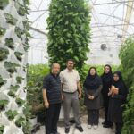 راه اندازی سیستم کشت عمودی ایروپونیک توسط گلخانه‌دار بیضایی