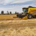 آغاز برداشت خاکشیر از ۱۸۰۰ هکتار مزارع جهش تولید در دیمزارهای زرقان