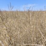 آغاز برداشت 1600 هکتار گیاهان داروئی دیم در بیضا