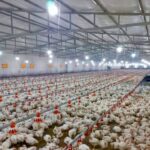 تولید بیش از 8200 تن گوشت مرغ در نی ریز