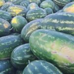 تولید بیش از ۵ هزار تن هندوانه از مزارع شهرستان جویم