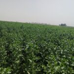 رعایت الگوی کشت، ضامن توسعه پایدار کشاورزی