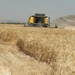 برداشت جو از مزارع نی‌ریز آغازشد