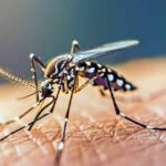 مرغداران و دامداران نسبت به خطر پشه آئدس هوشیار باشند