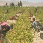 آغاز صادرات گوجه فرنگی فیروزآباد