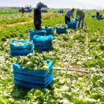 صادرات کاهوی فیروزآباد به روسیه