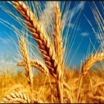 خوشه های طلایی در حال برداشت