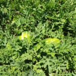 هندوانه های کازرون رسیدند؛ برداشت آغاز شد