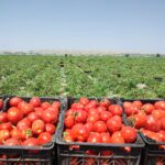 تولید بیش از 200 هزار تن گوجه فرنگی در کازرون