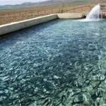 تولید بیش از ۴۰ تن ماهی در کوار