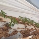 پیش بینی کشت 2500 هکتار گوجه فرنگی در اقلید