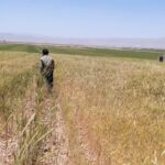 تشدید رصد و پایش آفت سن غلات در مزارع گندم و‌جو شهرستان اقلید