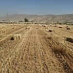 حفظ بقایای گیاهی در مزارع کشاورزی فیروزآباد