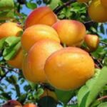 افزایش پنج برابری سطح باغ های زردآلو در بیضا