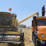 پیش بینی برداشت 33 هزار تن گندم در بیضا