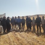 عملیات کیل‌گیری مزرعه گندم دیم کشاورز نمونه در شهرستان سپیدان