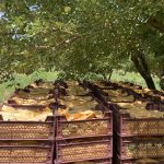 آغاز برداشت سیب گلاب در شهرستان سپیدان