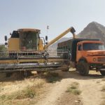 پایان برداشت 13 هزار تنی گندم و جو در فسا