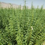 اجرای طرح انتخاب مشارکتی ارقام  کنجد در شهرستان کازرون