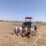 اجرای طرح تحقیقی ترویجی علوفه مخلوط(ذرت- سورگوم) در شهرستان اقلید