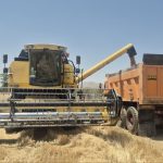 آغاز برداشت از مزارع گندم اقلید زمینه ساز امنیت غذایی