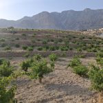 برداشت انگور از تاکستانهای کازرون آغاز شد