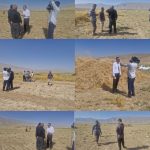 تهیه گزارش خبری از برداشت گیاه داروئی عدس الملک