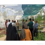 بازدید کارشناسان مدیریت جهاد کشاورزی  و جمعی ازگلخانه داران شهرستان فسا از گلخانه تابع اقلیم گوجه فرنگی شهرستان خفر