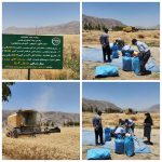 برداشت از سایت الگویی،تحقیقی و ترویجی در شهرستان پاسارگاد