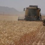 مدیر جهاد کشاورزی شهرستان بوانات از برداشت گندم و جو در مزارع شهرستان خبر داد