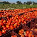 صادرات محصولات کشاورزی کوار به کشورهای حوزه خلیج فارس