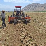 9 هزار تن چغندرقند پاییزه از مزارع فسا برداشت شد