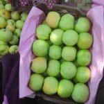 برداشت پربار سیب گلاب از قلب کامفیروز شمالی