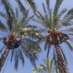 رطب نوبرانه از نخلستان‌های کازرون به بازار آمد