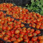آغاز برداشت گوجه فرنگی  تا پایان آبان‌ماه؛ نگاه ویژه به صادرات