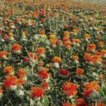 پایان برداشت گلرنگ در مرودشت