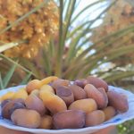 آغاز برداشت تازه خوری رطب و خرما در شهرستان زرین دشت