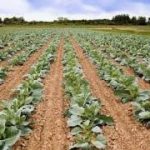 تولید سالانه ۱۵ هزار تن انواع کلم درکوار