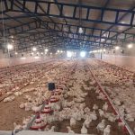 30 واحد مرغداری در کازرون فعالیت می کنند