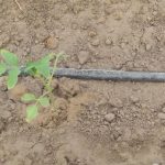 آغاز کشت گوجه فرنگی در زرین دشت