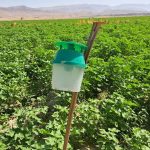 پایش و ردیابی مستمر آفت قرنطینه‌ای کرم برگ ‌خوار پاییزه در مزارع پنبه