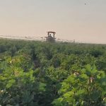 مبارزه با آفات و بیماری های پنبه