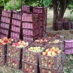آغاز برداشت سیب درختی از باغات شهرستان ممسنی