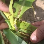 آفت خطرناک برگخوار پاییزه به مزارع شهرستان کازرون وارد شد؛ کشاورزان مراقب باشند