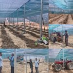 احداث 7000 متر مربع گلخانه تابع اقلیم کشت گوجه فرنگی