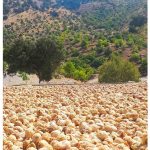 آغاز برداشت محصول انجیر دیم در شهرستان کوه چنار