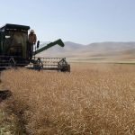 فیروزآباد رتبه نخست تولید کلزا در فارس را بدست آورد