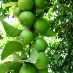 برداشت لیموترش در شهرستان جویم